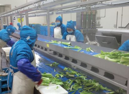 Linea di lavorazione dell'Insalata